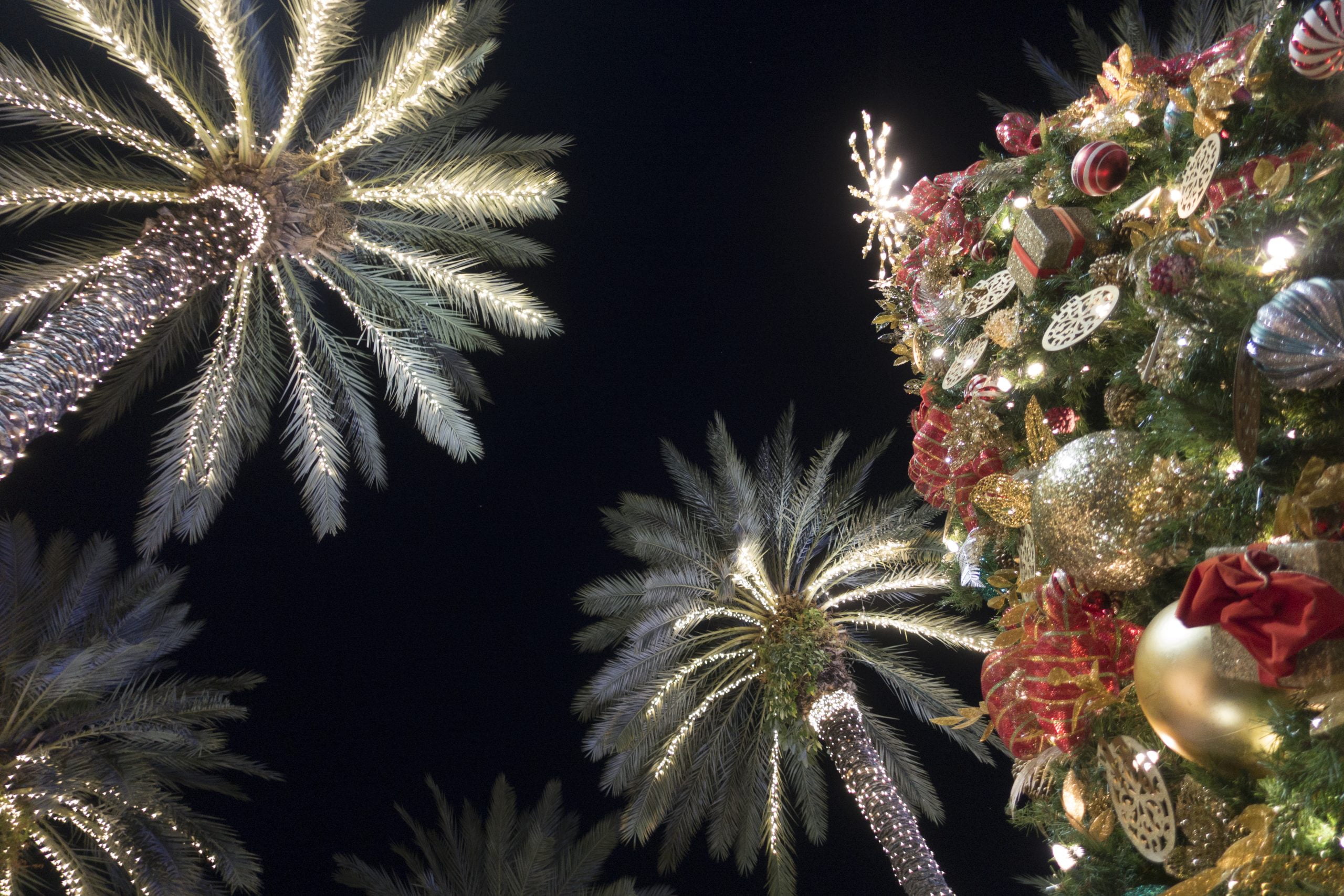 palm tree christmas lights wallpaper